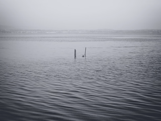 Monochrome